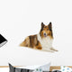 Rough Collie