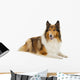 Rough Collie