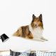 Rough Collie