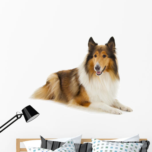Rough Collie