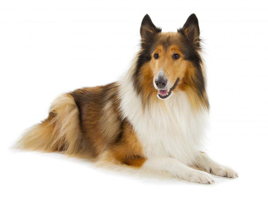 Rough Collie