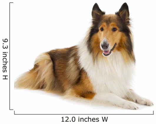 Rough Collie