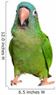 Blue Crown Conure Wall Decal