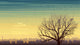 Lonely Tree with Birds Wall Decal