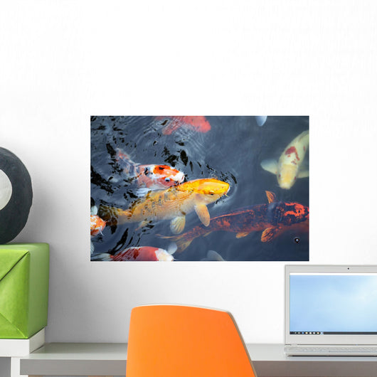 colorful carp Wall Mural