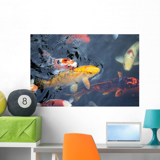 colorful carp Wall Mural