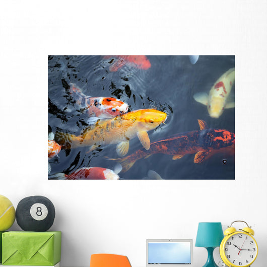 colorful carp Wall Mural