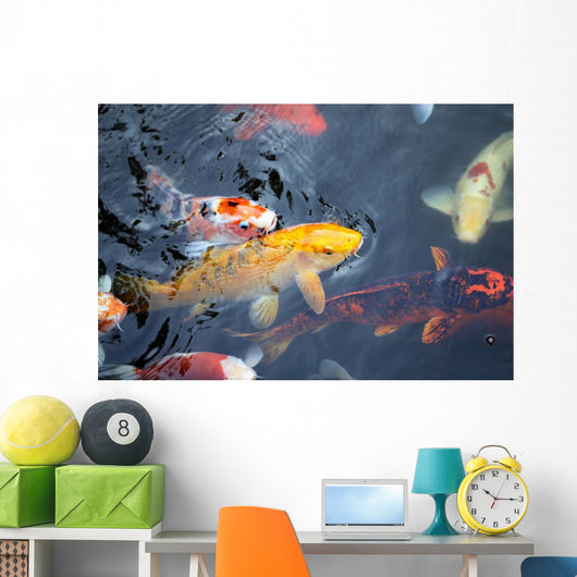 colorful carp Wall Mural