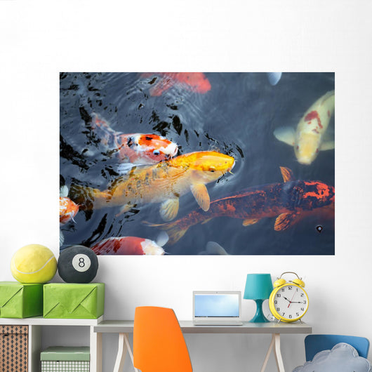 colorful carp Wall Mural