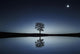 Tree Wall Mural