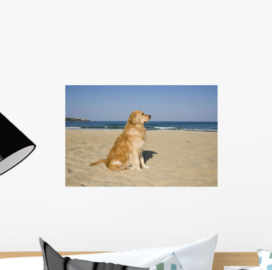 Golden Retriever Beach