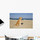 Golden Retriever Beach