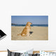 Golden Retriever Beach