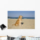 Golden Retriever Beach