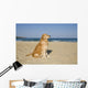 Golden Retriever Beach