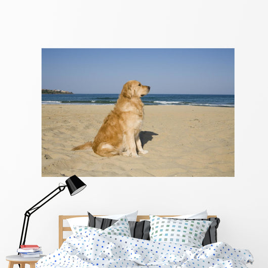 Golden Retriever Beach