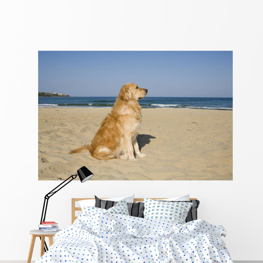 Golden Retriever Beach