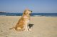 Golden Retriever Beach