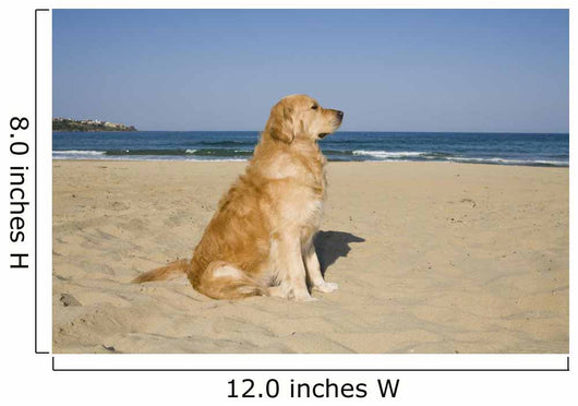 Golden Retriever Beach