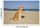 Golden Retriever Beach