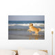 Golden Retriever Beach
