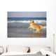 Golden Retriever Beach