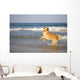 Golden Retriever Beach