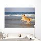 Golden Retriever Beach
