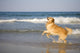 Golden Retriever Beach