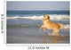 Golden Retriever Beach