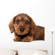 Dachshund puppy Wall Decal