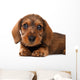 Dachshund puppy Wall Decal