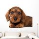 Dachshund puppy Wall Decal