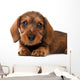 Dachshund puppy Wall Decal