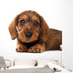 Dachshund puppy Wall Decal