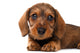 Dachshund puppy Wall Decal