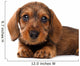 Dachshund puppy Wall Decal