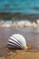 White Marine Shell Sand Wall Decal