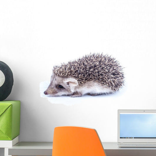Little hedgehog Wall Decal
