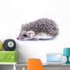 Little hedgehog Wall Decal