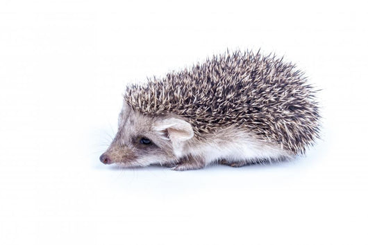 Little hedgehog Wall Decal