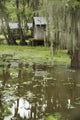 Swamp Bayou Scene of the American South Wall Mural