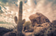 Saguaro cactus tree desert landscape,Arizona. Wall Mural
