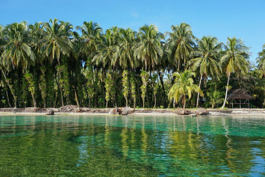 Coconut trees with epiphytes and hut on sea shore Wall Mural