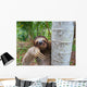 Portrait of brown-throated three-toed sloth Wall Mural