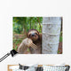 Portrait of brown-throated three-toed sloth Wall Mural