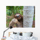 Portrait of brown-throated three-toed sloth Wall Mural