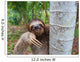 Portrait of brown-throated three-toed sloth Wall Mural