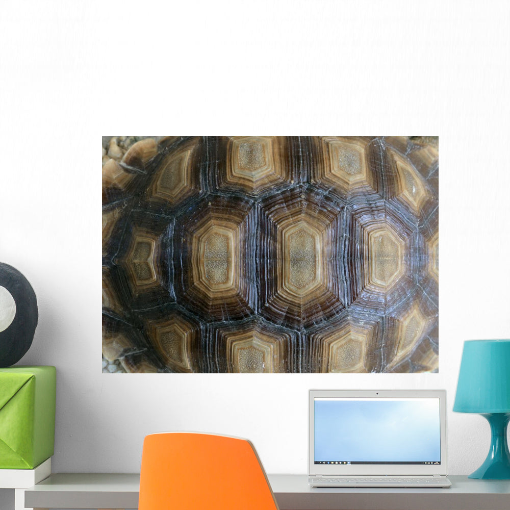 Closeup Turtle Shell Wall Decal - WallMonkeys.com – Wallmonkeys