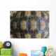 Closeup Turtle Shell Wall Decal